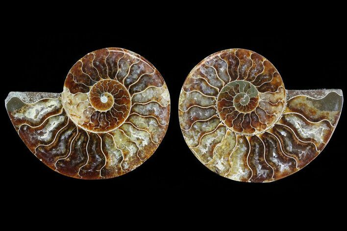 Cut & Polished Ammonite Fossil - Agatized #78380